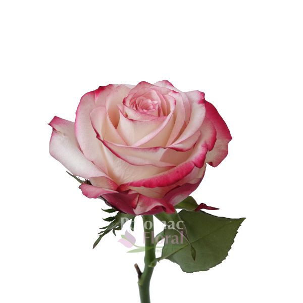 Sweetness Rose Cream with Dark Pink Edges, 50 to 60cm Potomac Floral